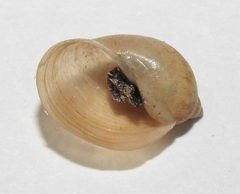 Lymnaeidae