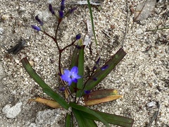 Chamaescilla corymbosa