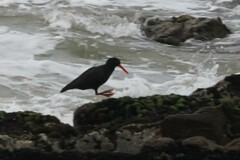 Haematopus fuliginosus