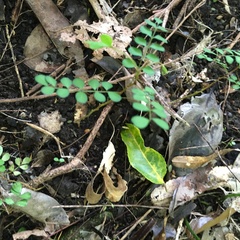 Sophora chathamica