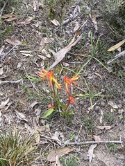 Anigozanthos humilis