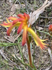 Anigozanthos humilis