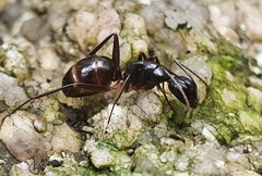 Camponotus kiusiuensis