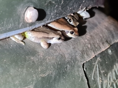Litoria rubella