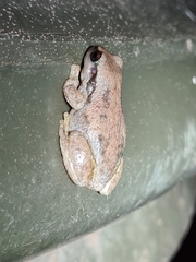 Litoria rubella