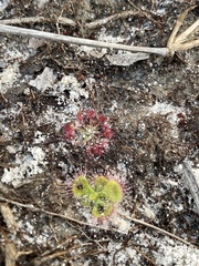 Drosera pygmaea