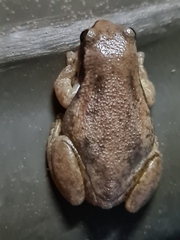 Litoria rubella