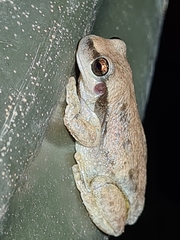 Litoria rubella