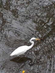 Ardea alba