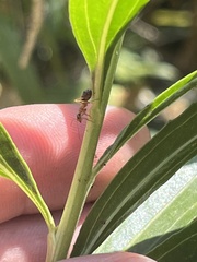 Formica fusca