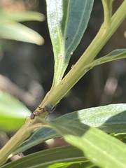 Formica fusca