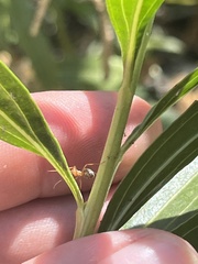Formica fusca