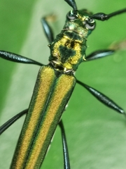 Chloridolum thomsoni