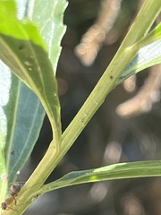 Formica fusca