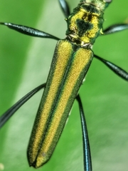 Chloridolum thomsoni