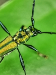 Chloridolum thomsoni