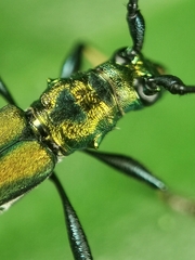 Chloridolum thomsoni