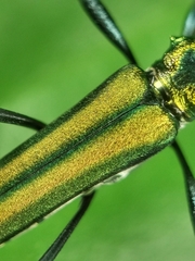 Chloridolum thomsoni