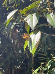 Yoma sabina