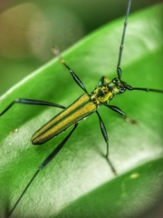 Chloridolum thomsoni