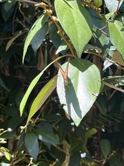Yoma sabina