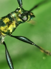 Chloridolum thomsoni