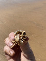 Coenobita variabilis