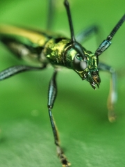 Chloridolum thomsoni