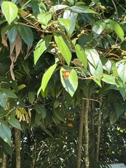 Yoma sabina