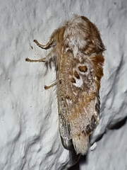 Pseudanapaea