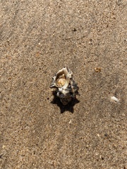 Coenobita variabilis