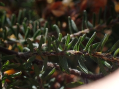 Dillwynia phylicoides