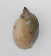 Lymnaeidae