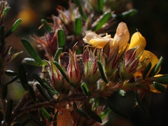 Dillwynia phylicoides
