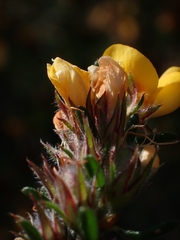 Dillwynia phylicoides