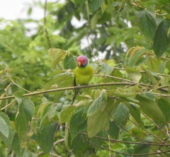 Psittacula cyanocephala