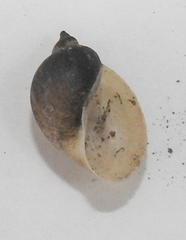 Lymnaeidae