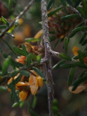 Dillwynia phylicoides