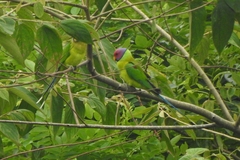 Psittacula cyanocephala