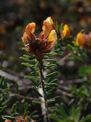 Dillwynia phylicoides