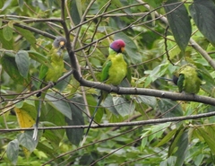 Psittacula cyanocephala