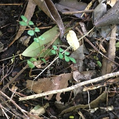 Sophora chathamica