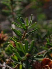 Dillwynia phylicoides