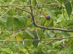 Psittacula cyanocephala