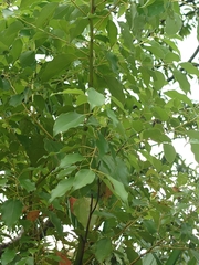 Cinnamomum camphora