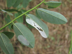 Macrosaccus robiniella