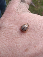 Paropsisterna m-fuscum