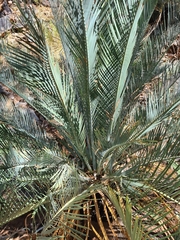 Macrozamia macdonnellii