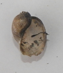 Lymnaeidae