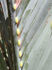 Macrozamia macdonnellii